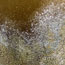 Amber Landscape